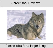 7art Angry Wolves ScreenSaver Screenshot